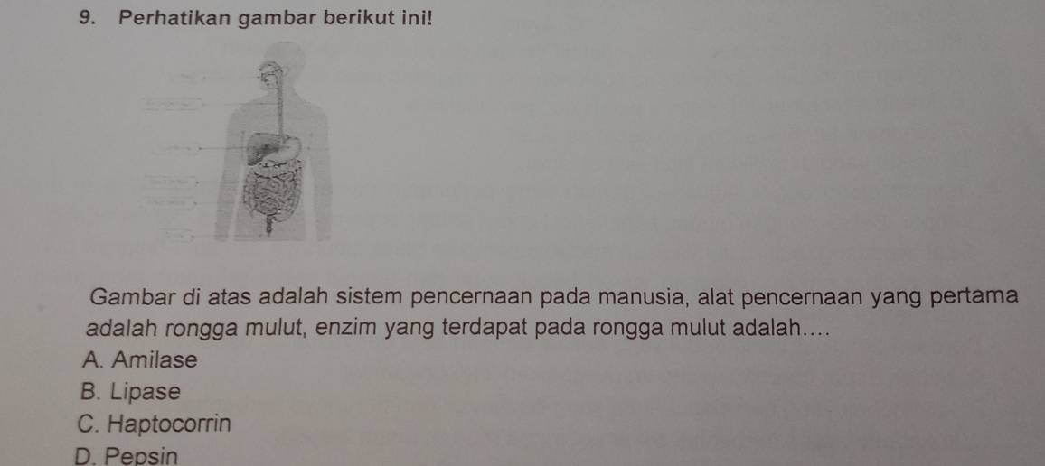 Perhatikan gambar berikut ini!
Gambar di atas adalah sistem pencernaan pada manusia, alat pencernaan yang pertama
adalah rongga mulut, enzim yang terdapat pada rongga mulut adalah....
A. Amilase
B. Lipase
C. Haptocorrin
D. Pepsin