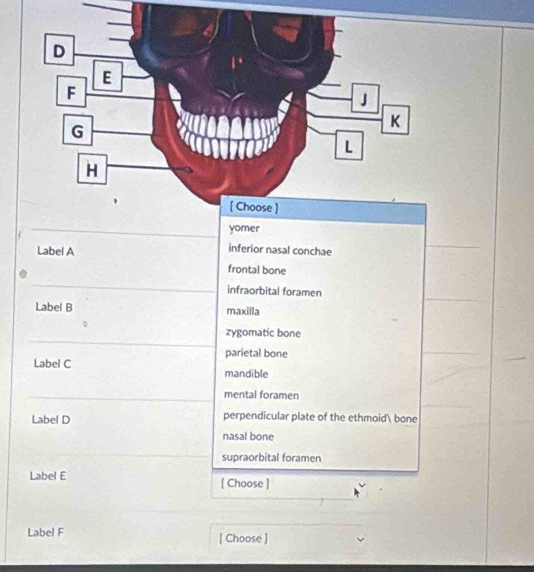 Solved: Label A inferior nasal conchae frontal bone infraorbital ...