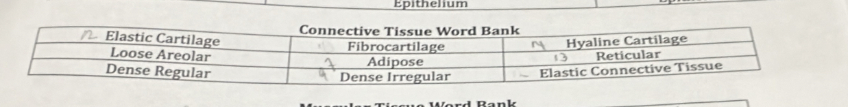 Epithelium 
Rank