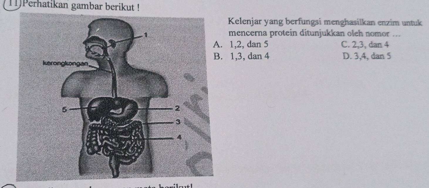 TPerhatikan gambar berikut !
Kelenjar yang berfungsi menghasilkan enzim untuk
mencerna protein ditunjukkan oleh nomor .... 1, 2, dan 5 C. 2, 3, dan 4 . 1, 3, dan 4 D. 3, 4, dan 5