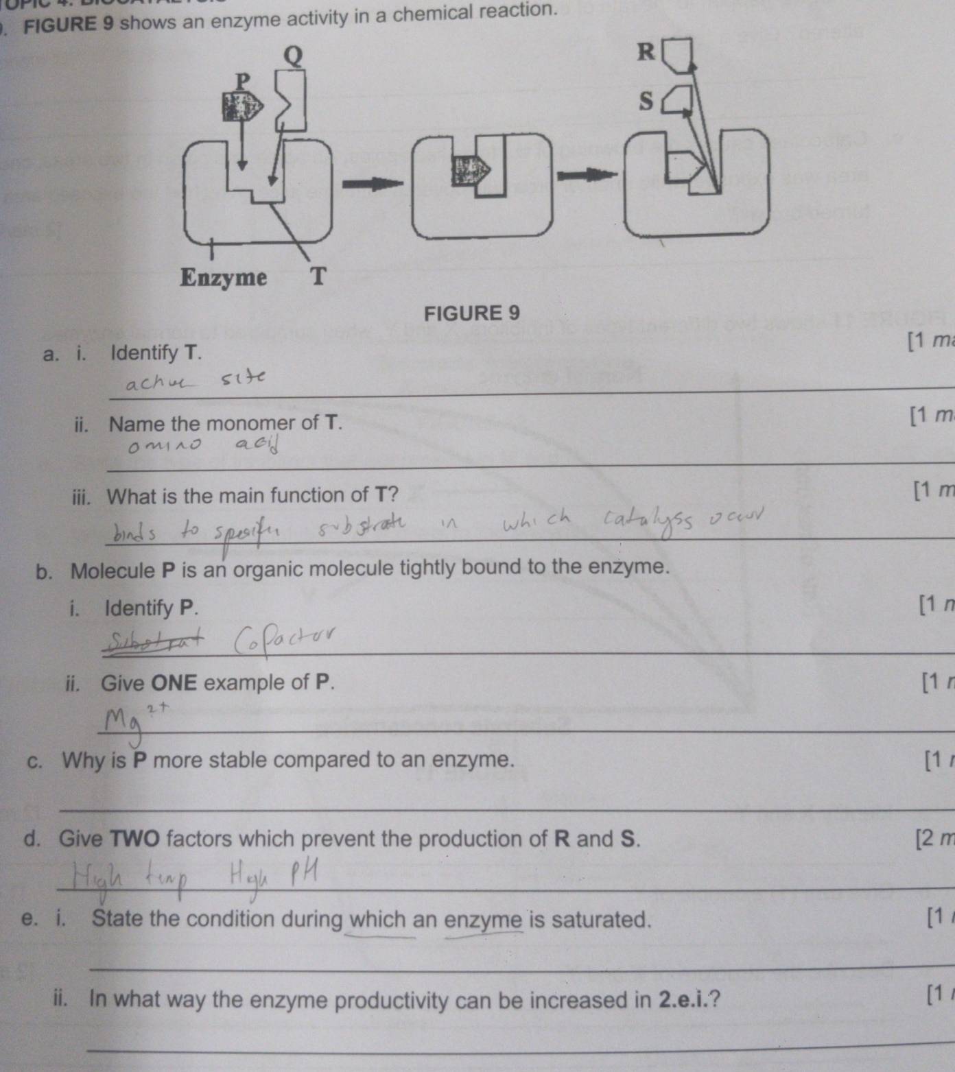 FIGURE 9 shows an enzyme activity in a chemical reaction. 
FIGURE 9 
a. i. Identify T. [1 m 
_ 
ii. Name the monomer of T. [ 1 m
_ 
iii. What is the main function of T? [ 1 m
_ 
b. Molecule P is an organic molecule tightly bound to the enzyme. 
i. Identify P. [1 n 
_ 
ii. Give ONE example of P. [1 r 
_ 
c. Why is P more stable compared to an enzyme. [1 / 
_ 
d. Give TWO factors which prevent the production of R and S. [ 2 m
_ 
e. i. State the condition during which an enzyme is saturated. [1 
_ 
ii. In what way the enzyme productivity can be increased in 2.e.i.? 
[1 / 
_