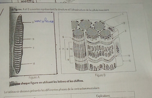 structure et l'uitrastructure de la cellule musculaire 

notez chaque figure en utilisant les lettres et les chiffres. 
Le tableau ci-dessous présente les différentes phases de la contraction musculaire. 
Explications