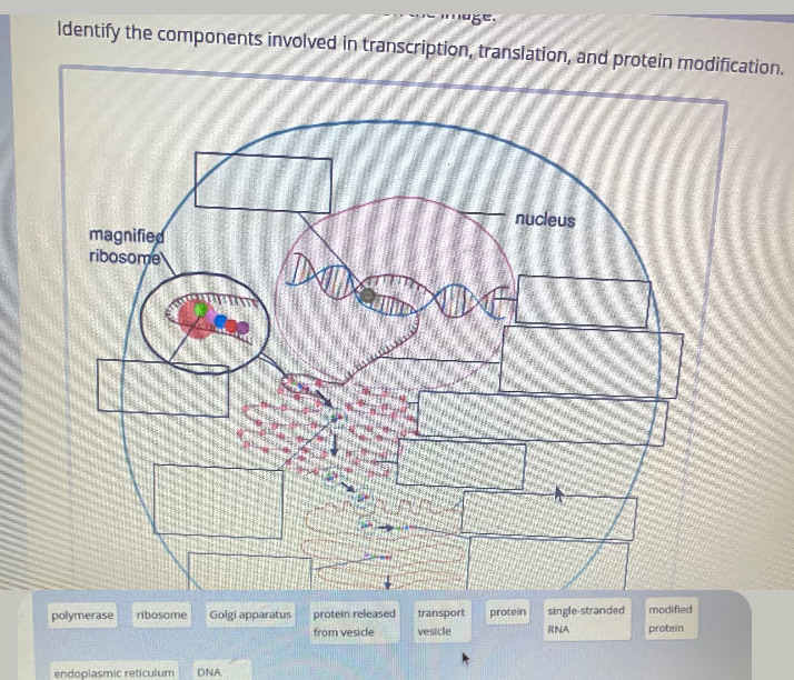 Solved: ldentify the components involved in transcription, translation ...