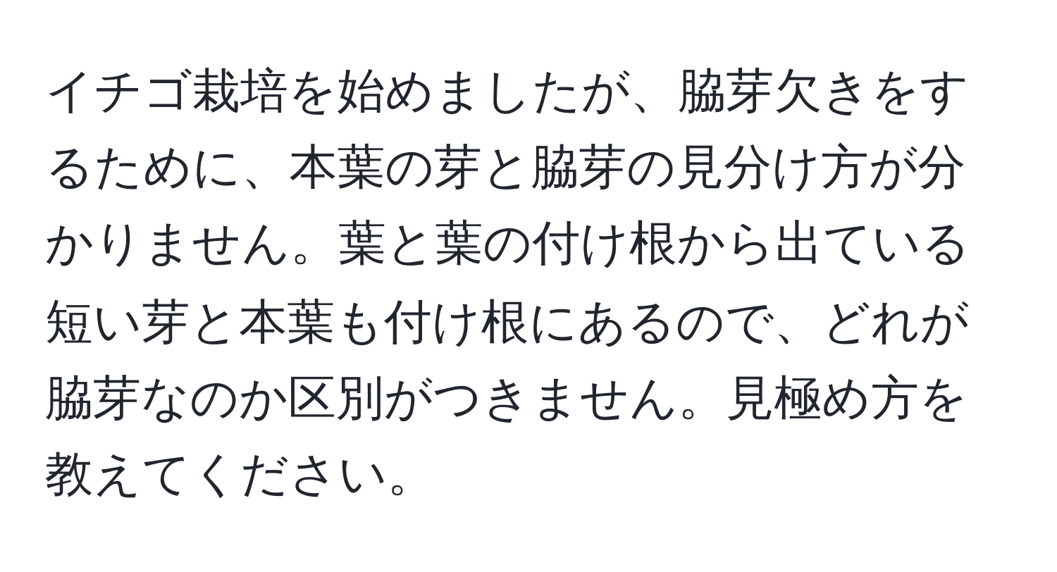 イチゴ栽培を始めましたが、脇芽欠きをするために、本葉の芽と脇芽の見分け方が分かりません。葉と葉の付け根から出ている短い芽と本葉も付け根にあるので、どれが脇芽なのか区別がつきません。見極め方を教えてください。