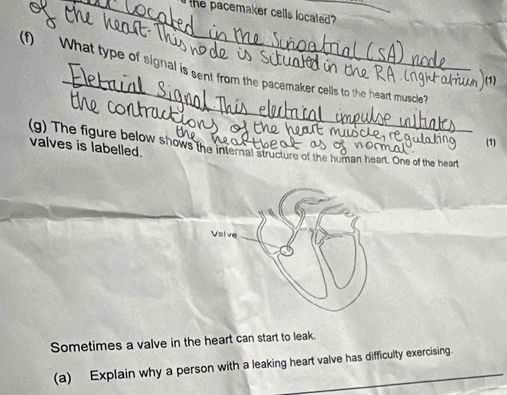 the pacemaker cells located ? 
_ 
(f) What type of signal is sent from the pacemaker cells to the heart muscle? 
(1) 
valves is labelled. (g) The figure below shows the internal structure of the human heart. One of the heart 
Sometimes a valve in the heart can start to leak. 
(a) Explain why a person with a leaking heart valve has difficulty exercising.