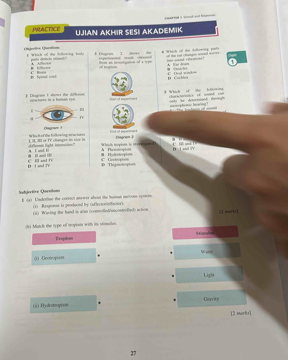 CHAPTER 1 Stimuli and Responses
PRACTICE UJIAN AKHIR SESI AKADEMIK
Objective Questions
1 Which of the following body 3 Diagram 2 shows the 4 Which of the following parts
parts detects stimuli? experimental result obtained of the ear changes sound waves
Chapter
A Affector from an investigation of a type into sound vibrations? 1
B Effector of tropism. A Ear drum
C Brain
D Spinal cord B Ossicles
C Oval window
D Cochlea
2 Diagram 1 shows the different
structures in a human eye. Start of experiment 5 Which of the following
characteristics of sound can
only be determined through
stereophonic hearing?
1
III
The loudness of sound
II
IV
Diagram 1
End of experiment
Which of the following structures
I, II, III or IV changes its size in Diagram 2 B H and
different light intensities? Which tropism is investigated? C III and IV
A I and II A Phototropism D I and IV
B II and III B Hydrotropism
C III and IV C Geotropism
D I and IV D Thigmotropism
Subjective Questions
1 (a) Underline the correct answer about the human nervous system.
(i) Response is produced by (affector/effector).
(ii) Waving the hand is a/an (controlled/uncontrolled) action.
[2 marks]
(b) Match the type of tropism with its stimulus.
Stimulus
Tropism
Water
(i) Geotropism
Light
Gravity
(ii) Hydrotropism
[2 marks]
27