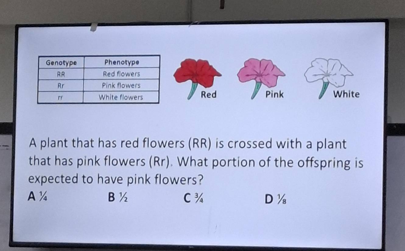 Red Pink White
A plant that has red flowers (RR) is crossed with a plant
that has pink flowers (Rr). What portion of the offspring is
expected to have pink flowers?
A½ B ½ C¾ D½