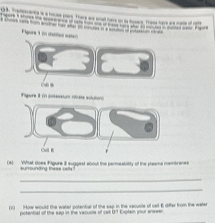 Tradescantia is a house plant. There are small hairs on its fowers. These hairs are maite of calte 
e shows cells from another hair after 20 minutes in a solution of potas s d u m n em 
e after 50 minules in distiled water. Figure 
Figure 1 (in distilled water) 
cal D 
Figure 2 (in potassium nitrate solution) 
(a) What does Figure 2 suggest about the permeability of the plasma membranes 
surrounding these cells? 
_ 
_ 
(c) How would the water potential of the sap in the vacuole of cell E differ from the water 
potential of the sap in the vacuole of cell D? Explain your answer.