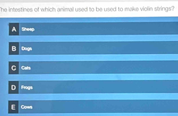 he intestines of which animal used to be used to make violin strings?
A Sheep
B Dogs
C Cats
D Frogs
E Cows