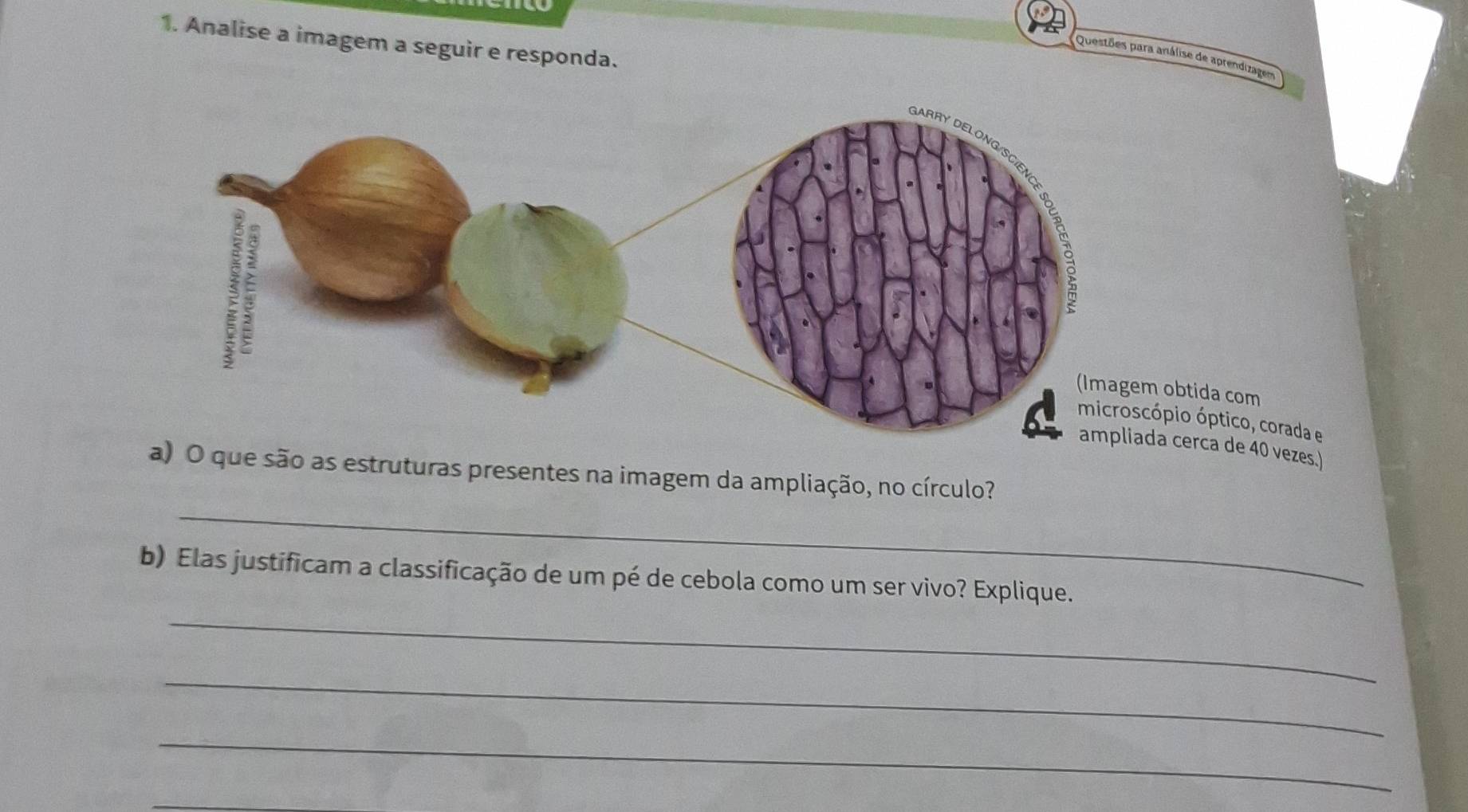 Analise a imagem a seguir e responda. 
Questões para análise de aprendizagem 
m obtida com 
cópio óptico, corada e 
ampliada cerca de 40 vezes.) 
_ 
a) O que são as estruturas presentes na imagem da ampliação, no círculo? 
_ 
b) Elas justificam a classificação de um pé de cebola como um ser vivo? Explique. 
_ 
_ 
_