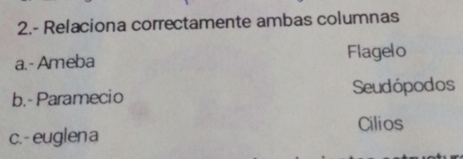 2.- Relaciona correctamente ambas columnas
a.- Ameba Flagelo
b.- Paramecio
Seudópodos
Cilios
c.- euglena