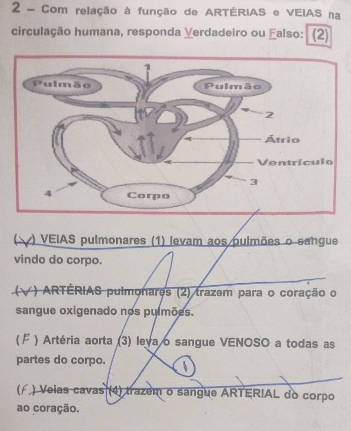 Com relação à função de ARTÉRIAS e VEIAS na
circulação humana, responda Verdadeiro ou Falso: (2)
( ) VEIAS pulmonares (1) levam aos pulmões o sangue
vindo do corpo.
( √ ) ARTÉRIAS pulmonares (2) trazem para o coração o
sangue oxigenado nos pulmões.
C ) Artéria aorta (3) leva o sangue VENOSO a todas as
partes do corpo.
6
* ) Veias cavas (4) trazem o sangue ARTERIAL do corpo
ao coração.