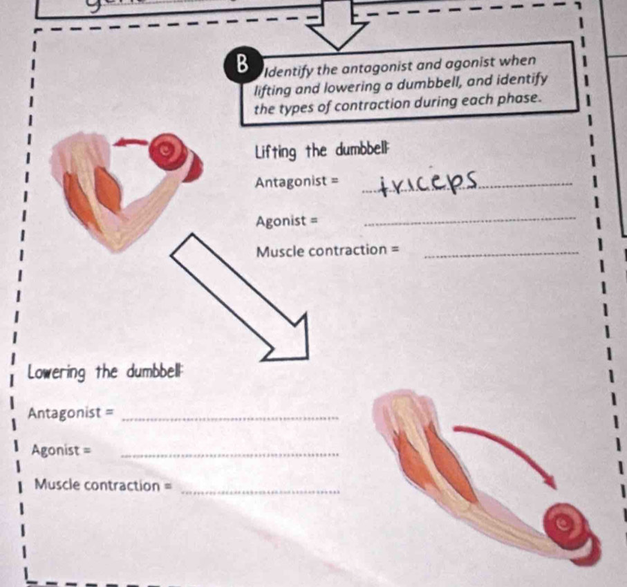 Identify the antagonist and agonist when 
lifting and lowering a dumbbell, and identify 
the types of contraction during each phase. 
Lifting the dumbbell 
Antagonist =_ 
Agonist = 
_ 
Muscle contraction =_ 
Lowering the dumbbell 
Antagonist =_ 
Agonist =_ 
Muscle contraction =_