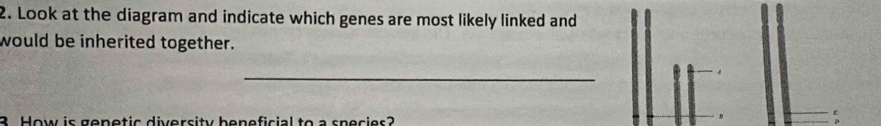 Look at the diagram and indicate which genes are most likely linked and 
would be inherited together. 
_ 
3. How is genetic diversity beneficial to a species?