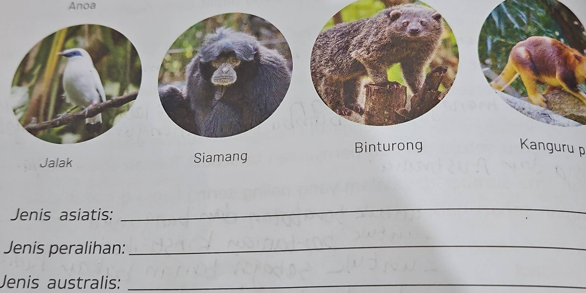 Anoa 
Binturong Kanguru p 
Jalak 
Siamang 
Jenis asiatis: 
_ 
Jenis peralihan:_ 
Jenis australis:_