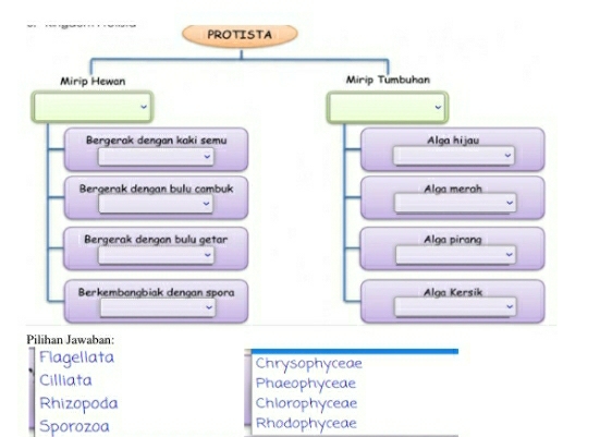 PROTISTA
Mirip Hewan Mirip Tumbuhan
Bergerak dengan kaki semu Alga hijau
_
Bergerak dengan bulu cambuk Alga merah
_
Bergerak dengan bulu getar Alga pirang
_
Berkembangbiak dengan spora Alga Kersik
Pilihan Jawaban:
Flagellata Chrysophyceae
Cilliata Phaeophyceae
Rhizopoda Chlorophyceae
Sporozoa Rhodophyceae