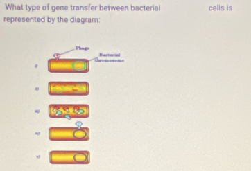 What type of gene transfer between bacterial cells is 
represented by the diagram: 
Phagn Bacterial 
m 
0