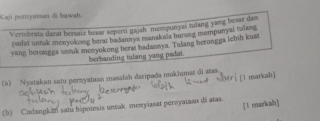 Kaji pernyataan di bawah. 
Vertebrata darat bersaiz besar seperti gajah mempunyai tulang yang besar dan 
padat untuk menyokong berat badannya manakala burung mempunyai tulang 
yang berongga untuk menyokong berat badannya. Tulang berongga lebih kuat 
berbanding tulang yang padat. 
[1 markah] 
(a) Nyatakan satu pernyataan masalah daripada maklumat di atas. 
[l markah] 
(b) Cadangkan satu hipotesis untuk menyiasat pernyataan di atas.