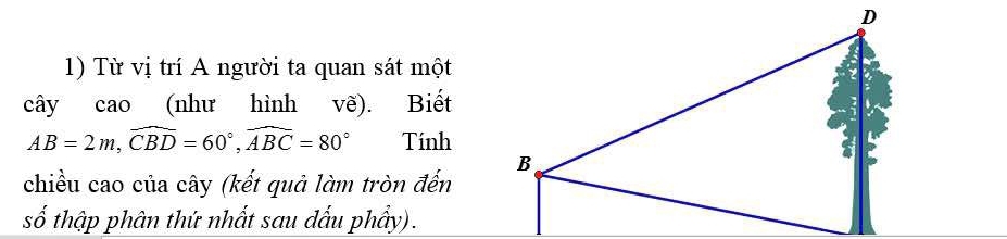 Từ vị trí A người ta quan sát một 
cây cao (như hình vẽ). Biết
AB=2m, widehat CBD=60°, widehat ABC=80° Tính 
chiều cao của cây (kết quả làm tròn đến 
số thập phân thứ nhất sau đấu phẩy).