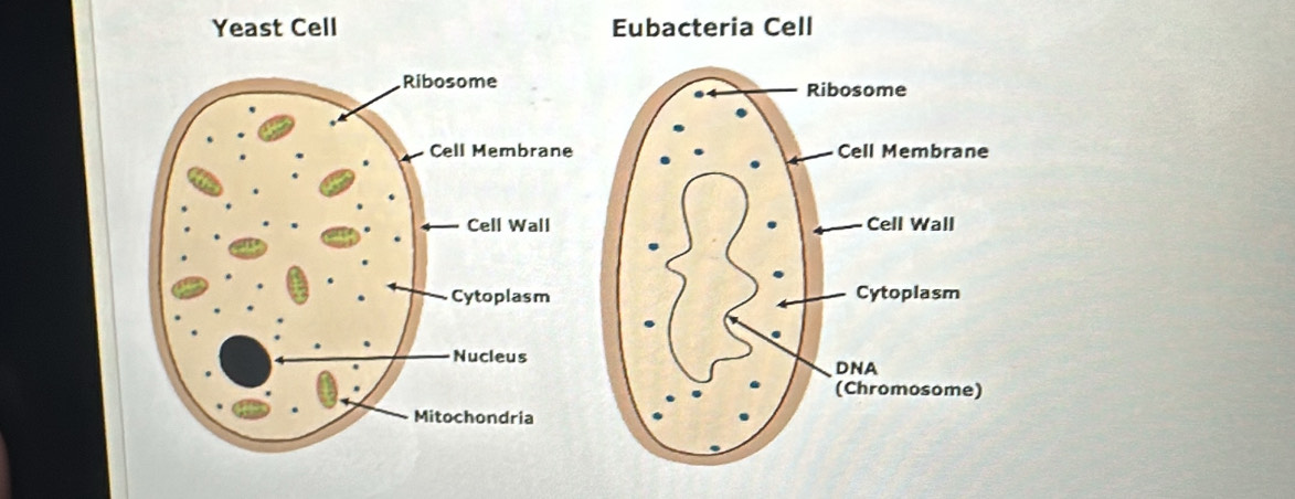 ria Cell