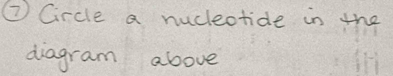 ⑦ Circle a nuclectice in the 
diagram above