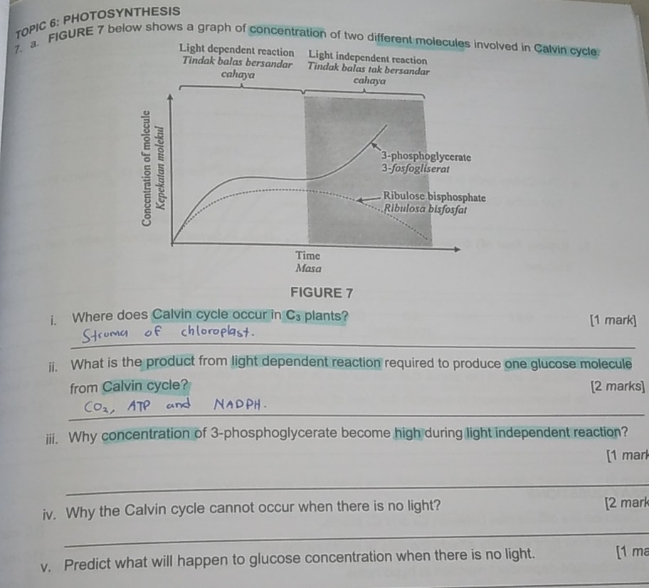 TOPIC 6: PHOTOSYNTHESIS 
7. a. FIGURE 7 below shows a graph of concentration of two different molecules involved in Calvin cycle 
Light dependent reaction Light independent reaction 
Tindak balas bersandar Tindak balas tak bersandar 
cahaya cahaya 
5 3-fosfogliserat 
3-phosphoglycerate 
Ribulose bisphosphate 
Ribulosa bisfosfat 
Time 
Masa 
FIGURE 7 
i. Where does Calvin cycle occur in C_3 plants? [1 mark] 
_ 
ii. What is the product from light dependent reaction required to produce one glucose molecule 
from Calvin cycle? [2 marks] 
_ 
iii. Why concentration of 3 -phosphoglycerate become high during light independent reaction? 
[1 marl 
_ 
iv. Why the Calvin cycle cannot occur when there is no light? [2 mark 
_ 
v. Predict what will happen to glucose concentration when there is no light. [ 1 m
_