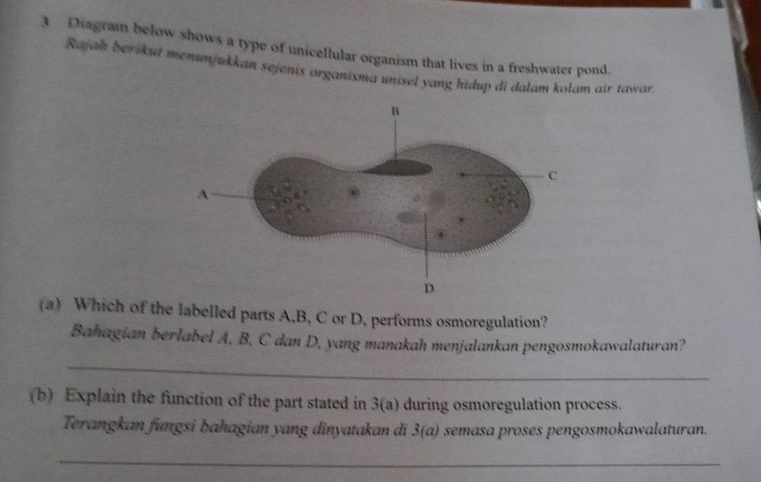 Diagram below shows a type of unicellular organism that lives in a freshwater pond 
Rajah berikut menunjukkan sejenis organisma unisel yang hidup di dalam kolam air tawar. 
(a) Which of the labelled parts A. B, C or D, performs osmoregulation? 
Bahagian berlabel A, B, C dan D, yang manakah menjalankan pengosmokawalaturan? 
_ 
(b) Explain the function of the part stated in 3(a) during osmoregulation process. 
Terangkan fungsi bahagian yang dinyatakan di 3(a) semasa proses pengosmokawalaturan. 
_