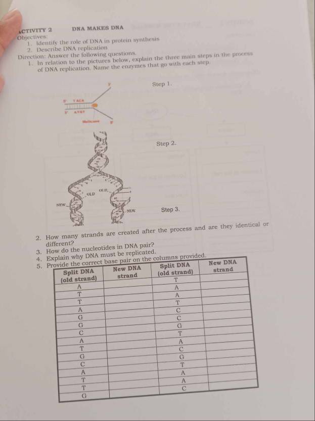 ↓CTIVITY 2 DNA MAKES DNA 
Objectives 
1. Identify the role of DNA in protein synthesis 
2. Describe DNA replication 
Direction: Answer the following questions. 
1. In relation to the pictures below, explain the three main steps in the process 
of DNA replication. Name the enzymes that go with each step. 
χ Step 1. 
y acA 
r A167
Helic=== 
Step 2. 
O1 D 
NEW 
NTW Step 3. 
2. How many strands are created after the process and are they identical or 
different? 
3. How do the nucleotides in DNA pair? 
4 must be replicated. 
5.