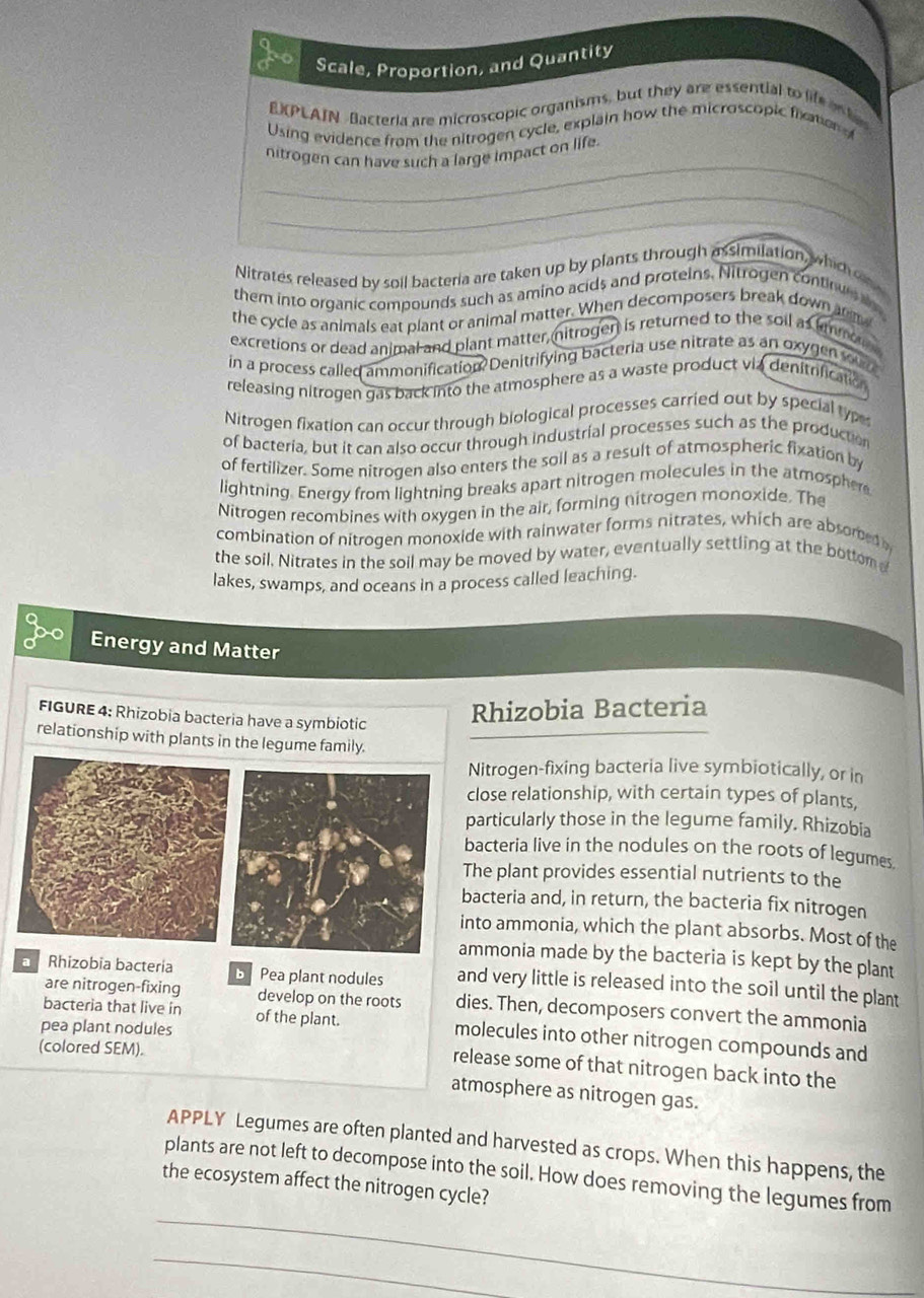 Scale, Proportion, and Quantity
EXPLAIN Bacteria are microscopic organisms, but they are essential to lif o t
Using evidence from the nitrogen cycle, explain how the microscopic fixtion 
_
nitrogen can have such a large impact on life.
_
_
_
_
Nitrates released by soil bacteria are taken up by plants through assimilation, which o
them into organic compounds such as amino acids and proteins. Nitrogen continu  
the cycle as animals eat plant or animal matter. When decomposers break down anm
excretions or dead animal and plant matter, nitrogen is returned to the soil as immon
in a process called ammonification Denitrifying bacteria use nitrate as an oxygen sou
releasing nitrogen gas back into the atmosphere as a waste product via denitrification
Nitrogen fixation can occur through biological processes carried out by special typ
of bacteria, but it can also occur through industrial processes such as the productio
of fertilizer. Some nitrogen also enters the soll as a result of atmospheric fixation by
lightning. Energy from lightning breaks apart nitrogen molecules in the atmospher
Nitrogen recombines with oxygen in the air, forming nitrogen monoxide. The
combination of nitrogen monoxide with rainwater forms nitrates, which are absored
the soil. Nitrates in the soil may be moved by water, eventually settling at the bottom 
lakes, swamps, and oceans in a process called leaching.
C
Energy and Matter
FIGURE 4: Rhizobia bacteria have a symbiotic Rhizobia Bacteria
relationship with plants in the legume family.
Nitrogen-fixing bacteria live symbiotically, or in
close relationship, with certain types of plants,
particularly those in the legume family. Rhizobia
bacteria live in the nodules on the roots of legumes.
The plant provides essential nutrients to the
bacteria and, in return, the bacteria fix nitrogen
into ammonia, which the plant absorbs. Most of the
ammonia made by the bacteria is kept by the plant
a Rhizobia bacteria B  Pea plant nodules and very little is released into the soil until the plant
are nitrogen-fixing develop on the roots dies. Then, decomposers convert the ammonia
bacteria that live in of the plant. molecules into other nitrogen compounds and
pea plant nodules
(colored SEM).
release some of that nitrogen back into the
atmosphere as nitrogen gas.
APPLY Legumes are often planted and harvested as crops. When this happens, the
plants are not left to decompose into the soil. How does removing the legumes from
the ecosystem affect the nitrogen cycle?
_
_