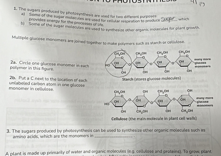 The sugars produced by photosynthesis are used for two different purposes:
a) Some of the sugar molecules are used for cellular respiration to produce _which
provides energy for the processes of life.
b) Some of the sugar molecules are used to synthesize other organic molecules for plant growth
Multiple glucose monomers are joined together to make polymers such as starch or cellulose
2a. Circle one glucose monomer in each
polymer in this figure. 
2b. Put a C next to the location of each
unlabeled carbon atom in one glucose
monomer in cellulose.
Cellulose (the main molecule in plant cell walls)
3. The sugars produced by photosynthesis can be used to synthesize other organic molecules such as
amino acids, which are the monomers in_
.
A plant is made up primarily of water and organic molecules (e.g. cellulose and proteins). To grow, plant