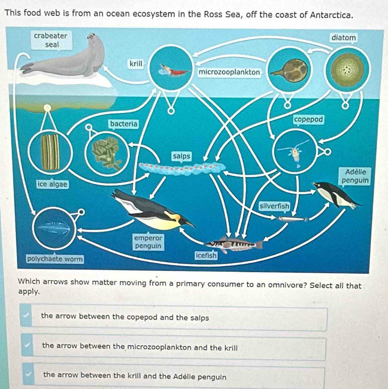 This food web is from an ocean ecosystem in the Ross Sea, off the coast of Antarctica.
Which arrows show matter moving from a primary consumer to an omnivore? Select all that
apply.
the arrow between the copepod and the salps
the arrow between the microzooplankton and the krill
the arrow between the krill and the Adélie penguin