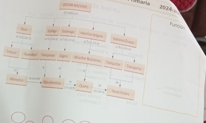 Timaria 
SISTEMA DIGESTIVO 
2024-2 
formadol por 
Función 
Boca Esófago Estómago Intestino delgado 
su fun ción es su funición es su fanción es su funición es 
Intestino Grueso 
su fun ción es 

Triturar Humedecer Transportar Digerir Absorber Nutrientes Compactar 

Transportar 
los e 
Alimentos se convieste 
Bolo alimenticio se 
las 
canv erte Quimo se 
convierte Heces fecales 
6vis2