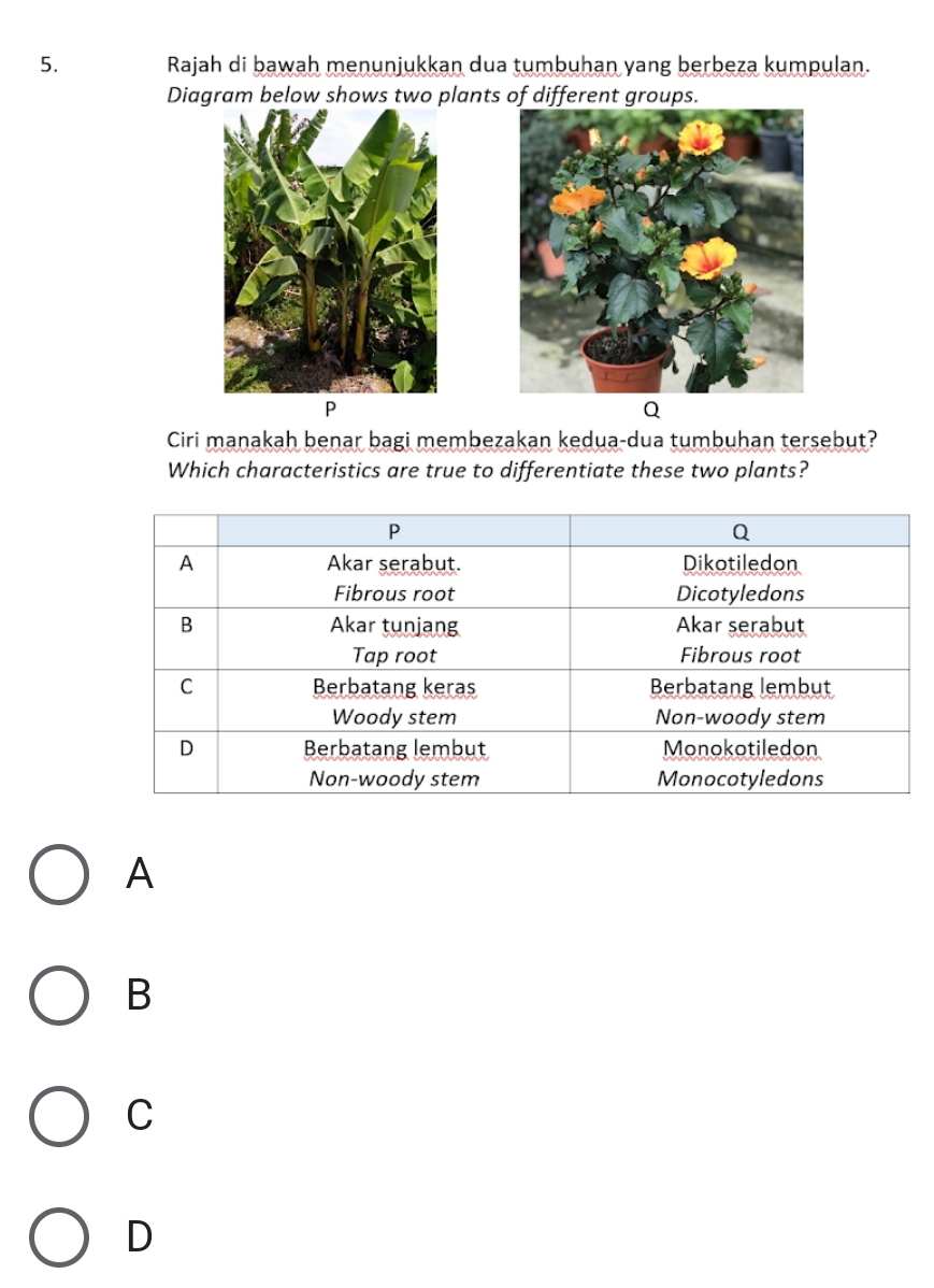 Rajah di bawah menunjukkan dua tumbuhan yang berbeza kumpulan.
Diagram below shows two plants of different groups.
P
Q
Ciri manakah benar bagi membezakan kedua-dua tumbuhan tersebut?
Which characteristics are true to differentiate these two plants?
A
B
C
D