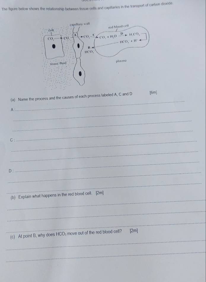 The figure below shows the relationship between tissue cells and capillaries in the transport of carbon dioxide.
(a) Name the process and the causes of each process labeled A, C and D [6m]
A:_
_
_
C:_
_
_
_D :
_
_
_
(b) Explain what happens in the red blood cell. [2m]
_
_
_
(c) At point B, why does HCO_3 move out of the red blood cell? [2m]
_