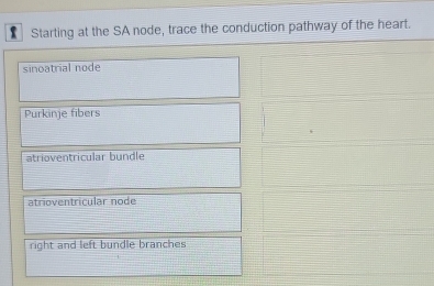 Solved: Starting at the SA node, trace the conduction pathway of the ...