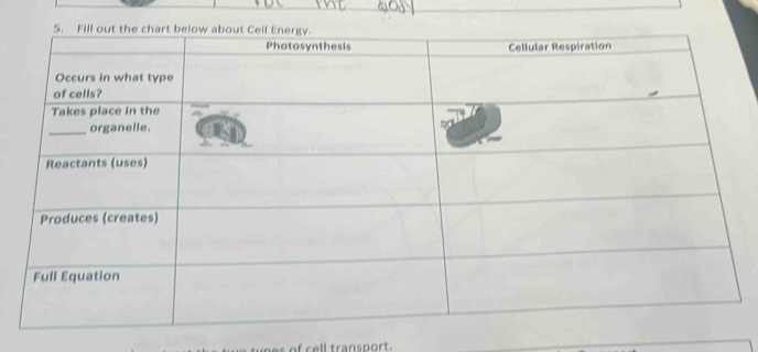 es of cell transport .