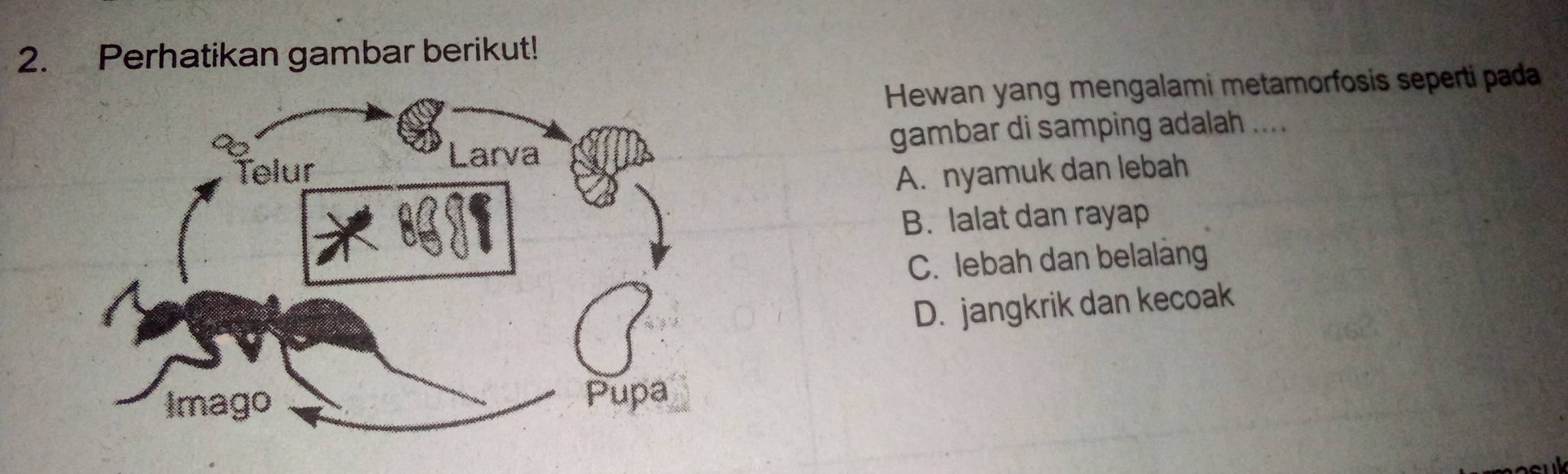 Perhatikan gambar berikut!
Hewan yang mengalami metamorfosis seperti pada
gambar di samping adalah ....
A. nyamuk dan lebah
B. lalat dan rayap
C. lebah dan belalàng
D. jangkrik dan kecoak
a