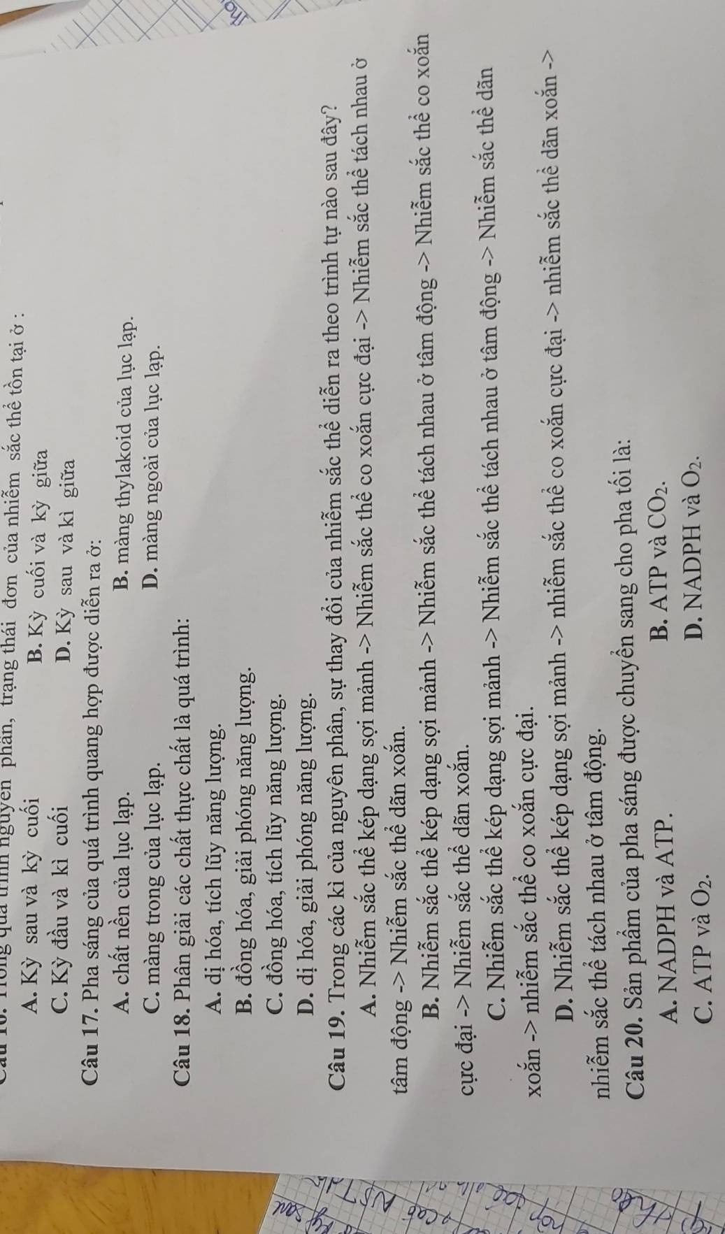 Tong quả trình nguyen phần, trạng thái đơn của nhiễm sắc thể tồn tai ở:
A. Kỳ sau và kỳ cuối B. Kỳ cuối và kỳ giữa
C. Kỳ đầu và kì cuối D. Kỳ sau và kì giữa
Câu 17. Pha sáng của quá trình quang hợp được diễn ra ở:
A. chất nền của lục lạp. B. màng thylakoid của lục lạp.
C. màng trong của lục lạp. D. màng ngoài của lục lạp.
Câu 18. Phân giải các chất thực chất là quá trình:
A. dị hóa, tích lũy năng lượng.
B. đồng hóa, giải phóng năng lượng.
C. đồng hóa, tích lũy năng lượng.
D. dị hóa, giải phóng năng lượng.
Câu 19. Trong các kì của nguyên phân, sự thay đổi của nhiễm sắc thể diễn ra theo trình tự nào sau đây?
A. Nhiễm sắc thể kép dạng sợi mảnh -> Nhiễm sắc thể co xoắn cực đại -> Nhiễm sắc thể tách nhau ở
tâm động -> Nhiễm sắc thể dãn xoắn.
B. Nhiễm sắc thể kép dạng sợi mảnh -> Nhiễm sắc thể tách nhau ở tâm động -> Nhiễm sắc thể co xoắn
cực đại -> Nhiễm sắc thể dãn xoắn.
C. Nhiễm sắc thể kép dạng sợi mảnh -> Nhiễm sắc thể tách nhau ở tâm động -> Nhiễm sắc thể dãn
xoắn -> nhiễm sắc thể co xoắn cực đại.
D. Nhiễm sắc thể kép dạng sợi mảnh -> nhiễm sắc thể co xoắn cực đại -> nhiễm sắc thể dãn xoắn ->
nhiễm sắc thể tách nhau ở tâm động.
Câu 20. Sản phầm của pha sáng được chuyền sang cho pha tối là:
A. NADPH và ATP. B. ATP và CO_2.
C. ATP và O_2. D. NADPH và O_2.