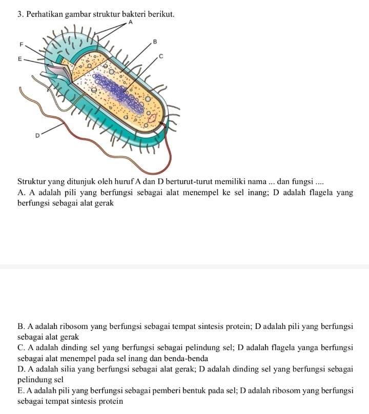 Perhatikan gambar struktur bakteri berikut.
Struktur yang ditunjuk oleh huruf A dan D berturut-turut memiliki nama ... dan fungsi ....
A. A adalah pili yang berfungsi sebagai alat menempel ke sel inang; D adalah flagela yang
berfungsi sebagai alat gerak
B. A adalah ribosom yang berfungsi sebagai tempat sintesis protein; D adalah pili yang berfungsi
sebagai alat gerak
C. A adalah dinding sel yang berfungsi sebagai pelindung sel; D adalah flagela yanga berfungsi
sebagai alat menempel pada sel inang dan benda-benda
D. A adalah silia yang berfungsi sebagai alat gerak; D adalah dinding sel yang berfungsi sebagai
pelindung sel
E. A adalah pili yang berfungsi sebagai pemberi bentuk pada sel; D adalah ribosom yang berfungsi
sebagai tempat sintesis protein