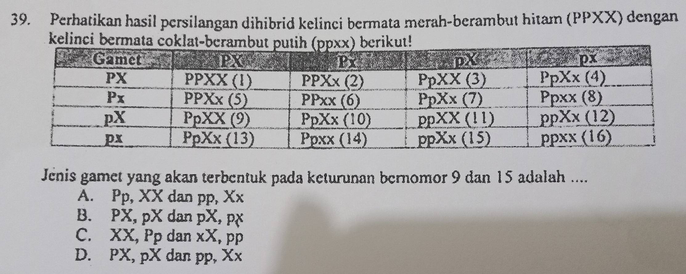 Perhatikan hasil persilangan dihibrid kelinci bermata merah-berambut hitam (PPXX) dengan
kelinci bermata coklat-bekut!
Jenis gamet yang akan terbentuk pada keturunan bernomor 9 dan 15 adalah ....
A. Pp, XX dan pp, Xx
B. PX, pX dan pX, px
C. XX, Pp dan xX, pp
D. PX, pX dan pp, Xx