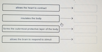 allows the heart to contract
insulates the body
forms the outermost protective layer of the body
allows the brain to respond to stimuli