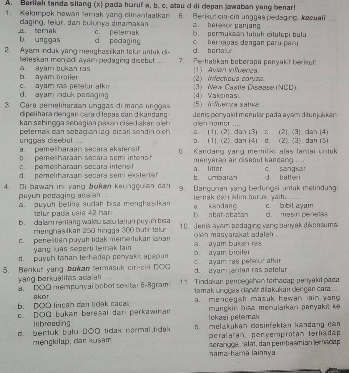 Berilah tanda silang (x) pada huruf a, b, c, atau d di depan jawaban yang benar!
1. Kelompok hewan ternak yang dimanfaatkan 6. Berikut ciri-ciri unggas pedaging, kecuali ...
daging, telur, dan bulunya dinamakan .... a. berekor panjang
a. ternak c. peternak b. permukaan tubuh ditutupi bulu
b. unggas d. pedaging c. bernapas dengan paru-paru
2. Ayam induk yang menghasilkan telur untuk di- d. bertelur
teteskan menjadi ayam pedaging disebut .... 7. Perhatikan beberapa penyakit berikut!
a. ayam bukan ras (1) Avian influenza.
b. ayam broiler (2) Infectious coryza.
c. ayam ras petelur afkir (3) New Castle Disease (NCD).
d. ayam induk pedaging (4) Vaksinasi.
3. Cara pemeliharaan unggas di mana unggas (5) Influenza sativa.
dipelihara dengan cara dilepas dan dikandang- Jenis penyakit menular pada ayam ditunjukkan
kan sehingga sebagian pakan disediakan oleh oleh nomor ....
peternak dan sebagian lagi dicari sendiri oleh a. (1), (2), dan (3) c. (2), (3), dan (4)
unggas disebut .... b. (1), (2), dan (4) d. (2), (3), dan (5)
a. pemeliharaan secara ekstensif 8. Kandang yang memiliki alas lantai untuk
b. pemeliharaan secara semi intensif
menyerap air disebut kandang ....
c. pemeliharaan secara intensif a. litter
c. sangkar
d. pemeliharaan secara semi ekstensif b. umbaran d. batteri
4. Di bawah ini yang bukan keunggulan dari 9. Bangunan yang berfungsi untuk melindungi
puyuh pedaging adalah . . . ternak dari iklim buruk, yaitu ....
a. puyuh betina sudah bisa menghasilkan a. kandang c. bibit ayam
telur pada usia 42 hari b. obat-obatan d. mesin penetas
b. dalam rentang waktu satu tahun puyuh bisa 10. Jenis ayam pedaging yang banyak dikonsumsi
menghasilkan 250 hingga 300 butir telur
c. penelitian puyuh tidak memerlukan lahan oleh masyarakat adalah ....
yang luas seperti ternak lain a. ayam bukan ras
d. puyuh tahan terhadap penyakit apapun b. ayam broiler
c. ayam ras petelur afkir
5. Berikut yang bukan termasuk ciri-ciri DOQ d. ayam jantan ras petelur
yang berkualitas adalah
a. DOQ mempunyai bobot sekitar 6-8gram/ 11. Tindakan pencegahan terhadap penyakit pada
ternak unggas dapát dilakukan dengan cara ....
ekor
b. DOQ lincah dan tidak cacat a. mencegah masuk hewan lain yang
c. DOQ bukan berasal dari perkawinan mungkin bisa menularkan penyakit ke
lokasi peternak
Inbreeding
d. bentuk bulu DOQ tidak normal,tidak b. melakukan desinfektan kandang dan
mengkilap, dan kusam peralatan, penyemprotan terhadap
serangga, lalat, dan pembasmian terhadap
hama-hama lainnya