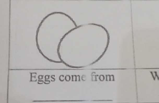 Eggs come from 
_