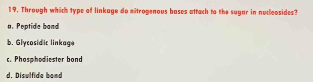 Through which type of linkage do nitrogenous bases attach to the sugar in nucleosides?
a. Peptide bond
b. Glycosidic linkage
c. Phosphodiester bond
d. Disulfide bond