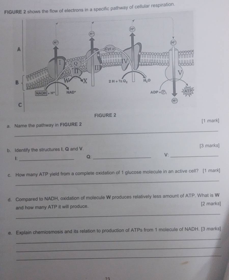 FIGURE 2 shows the flow of electrons in a specific pathway of cellular respiration.
_
a. Name the pathway in FIGURE 2 [1 mark]
b. Identify the structures I, Q and V. [3 marks]
I:_
Q:_
V:_
c. How many ATP yield from a complete oxidation of 1 glucose molecule in an active cell? [1 mark]
_
d. Compared to NADH, oxidation of molecule W produces relatively less amount of ATP. What is W
and how many ATP it will produce. [2 marks]
_
e. Explain chemiosmosis and its relation to production of ATPs from 1 molecule of NADH. [3 marks]
_
_
_
23