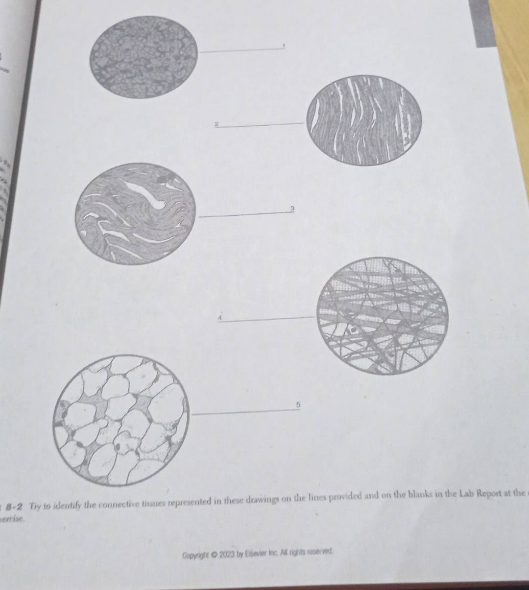 、 
_2 
_3 
_ 
_5 
8~2 Try to identify the connective tissues represented in these drawings on the lines provided and on the blanks in the Lab Report at the 
sercise. 
Copyright © 2023 by Elševier Inc. All rights reserved.