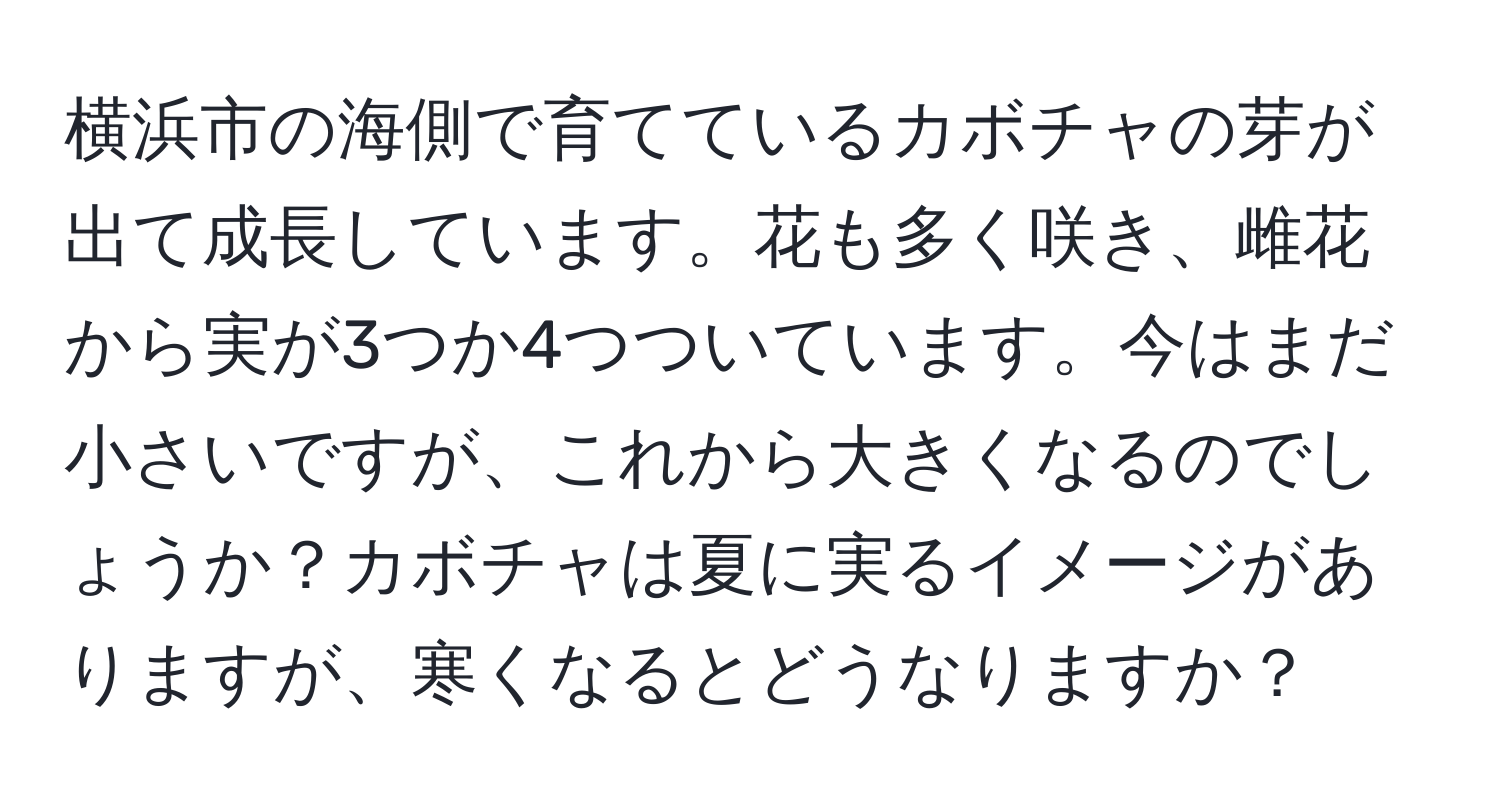 横浜市の海側で育てているカボチャの芽が出て成長しています。花も多く咲き、雌花から実が3つか4つついています。今はまだ小さいですが、これから大きくなるのでしょうか？カボチャは夏に実るイメージがありますが、寒くなるとどうなりますか？