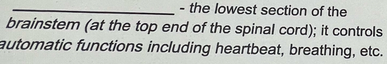 the lowest section of the 
brainstem (at the top end of the spinal cord); it controls 
automatic functions including heartbeat, breathing, etc.
