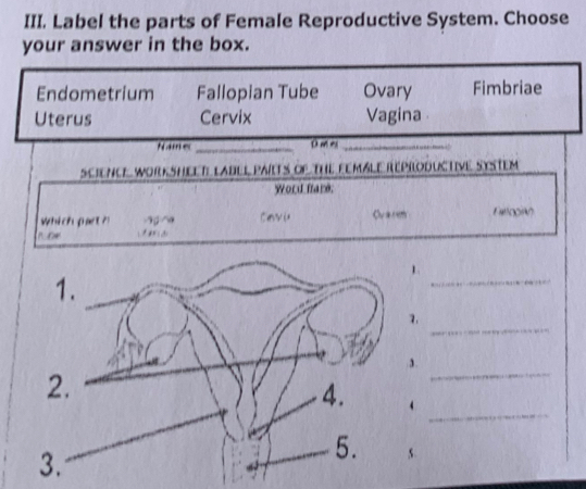 Label the parts of Female Reproductive System. Choose
your answer in the box.
Endometrium Fallopian Tube Ovary Fimbriae
Uterus Cervix Vagina
Namer_ Dmm_
SCIENCE WOrKSHEET LABEl PATS of The FemBle ReProdUctIve SyStem 
Word fare.
which part? -9a Cav u Ovarem FatlgorV)

_
_
_
_