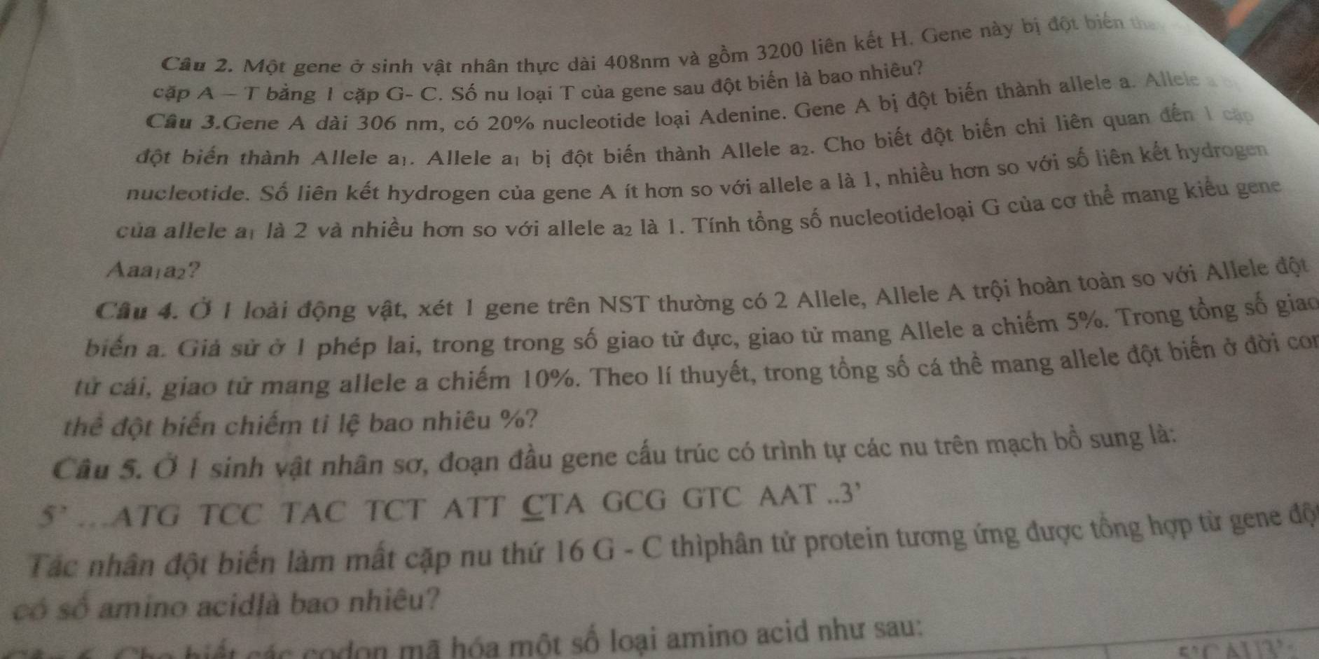 Một gene ở sinh vật nhân thực dài 408nm và gồm 3200 liên kết H. Gene này bị đột biển the 
cặp A - T bằng 1 cặp G- C. Số nu loại T của gene sau đột biển là bao nhiêu? 
Cầu 3.Gene A dài 306 nm, có 20% nucleotide loại Adenine. Gene A bị đột biến thành allele a. Allele 
đột biến thành Allele a1. Allele a1 bị đột biến thành Allele a₂. Cho biết đột biến chi liên quan đến 1 can 
nucleotide. Số liên kết hydrogen của gene A ít hơn so với allele a là 1, nhiều hơn so với số liên kết hydrogen 
của allele at là 2 và nhiều hơn so với allele a₂ là 1. Tính tổng số nucleotideloại G của cơ thể mang kiểu gene 
Aaa₁a₂? 
Cầu 4. Ở 1 loài động vật, xét 1 gene trên NST thường có 2 Allele, Allele A trội hoàn toàn so với Allele đột 
biển a. Giả sử ở 1 phép lai, trong trong số giao tử đực, giao tử mang Allele a chiếm 5%. Trong tổng số giao 
từ cái, giao tử mang allele a chiếm 10%. Theo lí thuyết, trong tổng số cá thể mang allele đột biến ở đời con 
thể đột biến chiếm ti lệ bao nhiêu %? 
Cầu 5. Ở 1 sinh vật nhân sơ, đoạn đầu gene cấu trúc có trình tự các nu trên mạch bổ sung là:
5° …ATG TCC TAC TCT ATT CTA GCG GTC AAT ..3' 
Tác nhân đột biển làm mất cặp nu thứ 16 G - C thìphân tử protein tương ứng được tổng hợp từ gene độ 
có số amino acidlà bao nhiêu? 
cết các codon mã hóa một số loại amino acid như sau: 
A